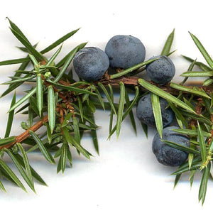 pure organic juniper essential oil