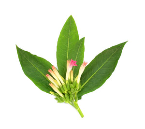 Tobacco Leaves Fragrance 10 ml