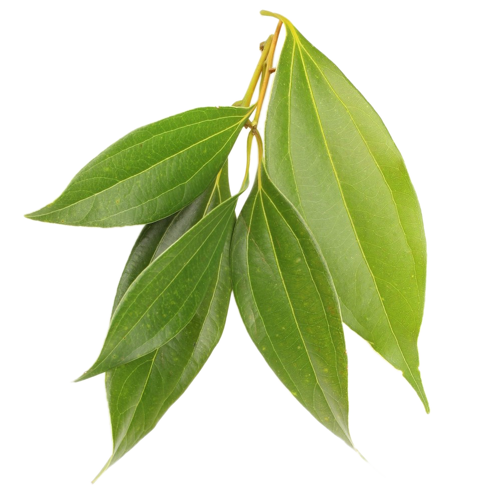 pure organic cinnamon leaf essential oil