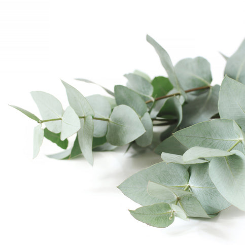 pure eucalyptus radiata essential oil
