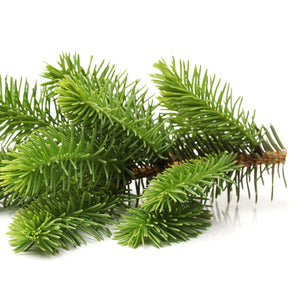 pure fir needle essential oil