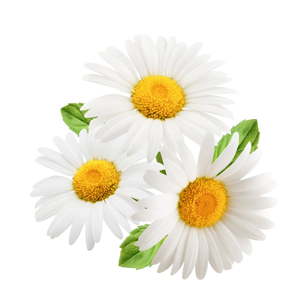 10% diluted german chamomile essential oil