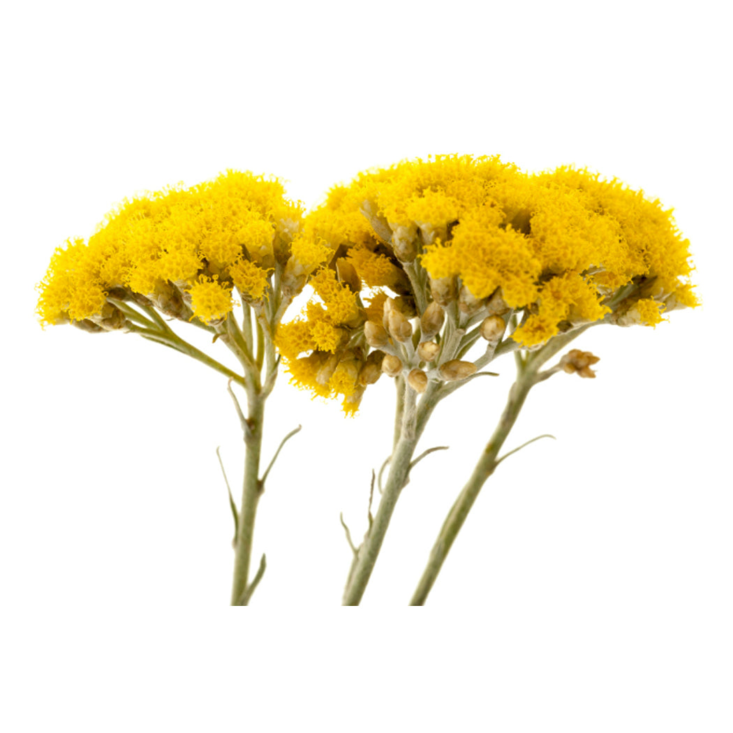 10% diluted helichrysum essential oil