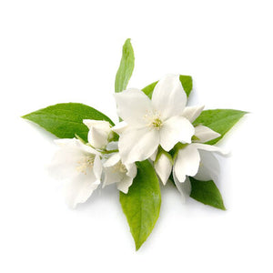 10% diluted jasmine essential oil