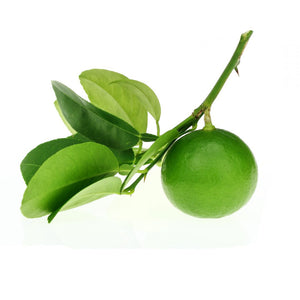 pure key lime essential oil