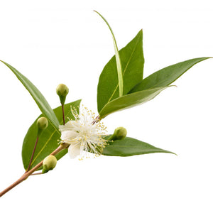 pure myrtle essential oil 