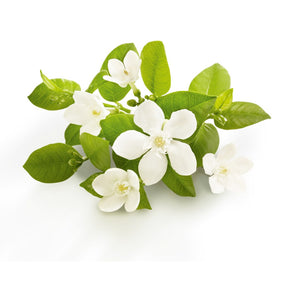 10% diluted neroli essential oil