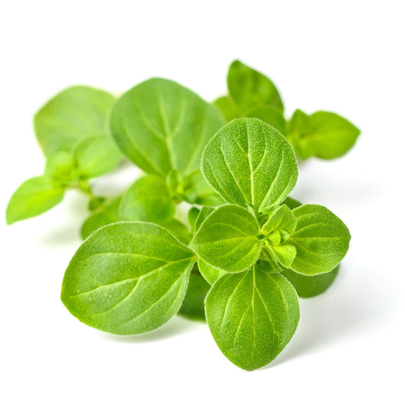 pure organic oregano essential oil