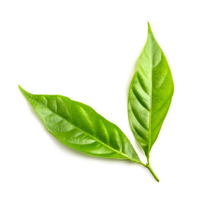 Tea Tree Pure Essential oil