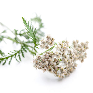 Pure Yarrow essential oil, not safe for Pregnancy