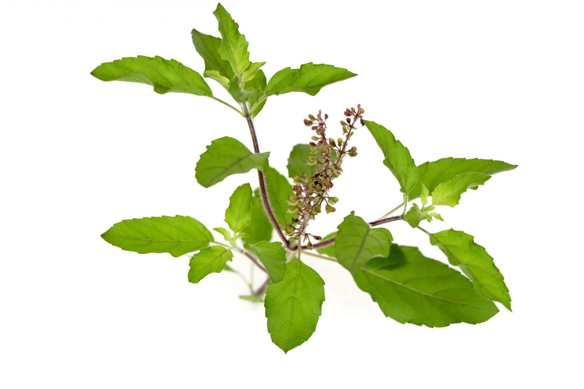 pure holy basil tulsi essential oil